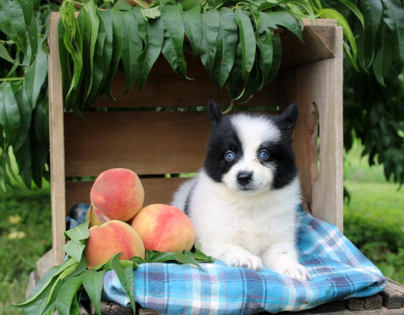 puppy, for, sale, Pomsky, Matthew B. Stoltzfus, dog, breeder, Gap, PA, dog-breeder, puppy-for-sale, forsale, nearby, find, puppyfind, locator, puppylocator, aca